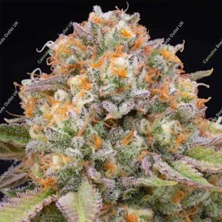 Candy Gas Feminized Marijuana Strain by Grounded Genetics For Sale Online at Cannabis Seeds Outlet