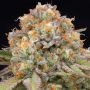 Candy Gas Feminized Marijuana Strain by Grounded Genetics For Sale Online at Cannabis Seeds Outlet