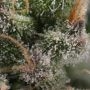 Grounded Genetics Candy Gas Smoke Buds Weed Ganja Skunk Dope Pot Images Pics Nuggets
