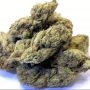 Candy Gas Feminized by Grounded Genetics THC Content Potency Strength CBD Height Yield Flowering Time Indica Sativa Genetics