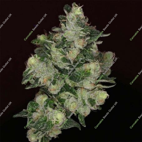 The Glow Feminized Marijuana Strain by Grounded Genetics For Sale Online at Cannabis Seeds Outlet
