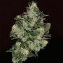 The Glow Feminized Marijuana Strain by Grounded Genetics For Sale Online at Cannabis Seeds Outlet