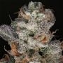 Grounded Genetics The Glow Smoke Buds Weed Ganja Skunk Dope Pot Images Pics Nuggets