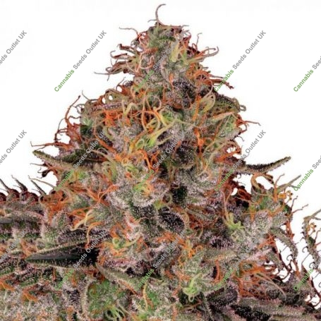 Daddy Kosher Regular Marijuana Strain by Dank Hunters For Sale Online at Cannabis Seeds Outlet