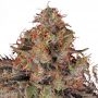 Daddy Kosher Regular Marijuana Strain by Dank Hunters For Sale Online at Cannabis Seeds Outlet