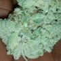 Daddy Kosher Regular by Dank Hunters THC Content Potency Strength CBD Height Yield Flowering Time Indica Sativa Genetics