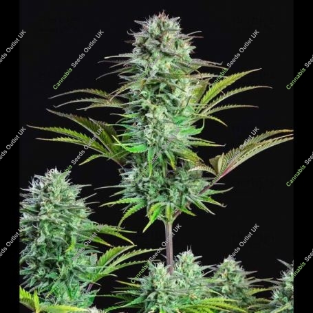 Kosher Candy Regular Marijuana Strain by Dank Hunters For Sale Online at Cannabis Seeds Outlet