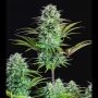 Kosher Candy Regular Marijuana Strain by Dank Hunters For Sale Online at Cannabis Seeds Outlet