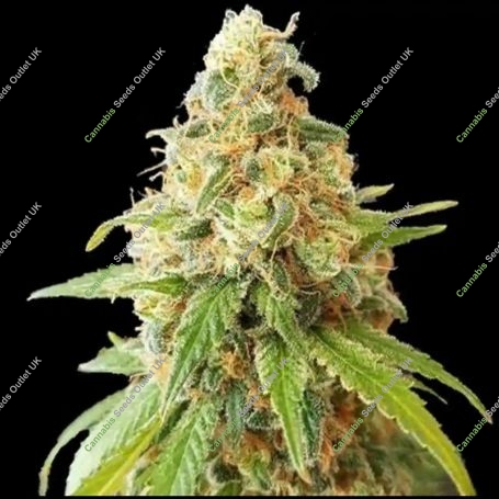 Kosher Creamz Regular Marijuana Strain by Dank Hunters For Sale Online at Cannabis Seeds Outlet