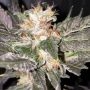 Kosher Creamz Regular by Dank Hunters THC Content Potency Strength CBD Height Yield Flowering Time Indica Sativa Genetics