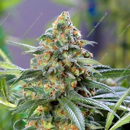 Kosher Orangez Regular Marijuana Strain by Dank Hunters For Sale Online at Cannabis Seeds Outlet