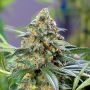 Kosher Orangez Regular Marijuana Strain by Dank Hunters For Sale Online at Cannabis Seeds Outlet