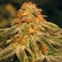 Dank Hunters Kosher Orangez Smoke Buds Weed Ganja Skunk Dope Pot Images Pics Nuggets