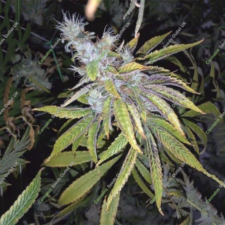 Kosher Pops Regular Marijuana Strain by Dank Hunters For Sale Online at Cannabis Seeds Outlet