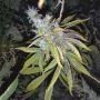Kosher Pops Regular Marijuana Strain by Dank Hunters For Sale Online at Cannabis Seeds Outlet