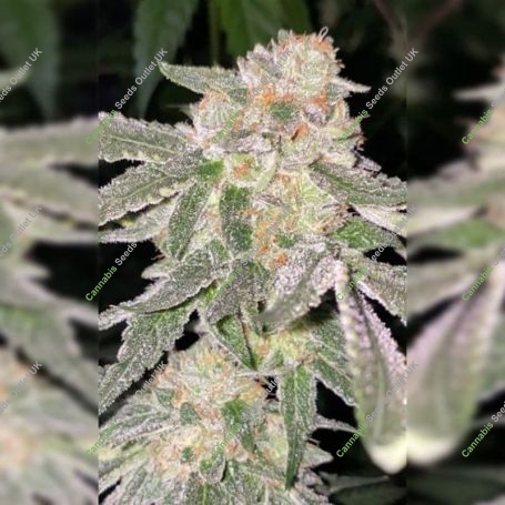Kosher Soda Regular Marijuana Strain by Dank Hunters For Sale Online at Cannabis Seeds Outlet