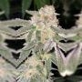 Kosher Soda Regular Marijuana Strain by Dank Hunters For Sale Online at Cannabis Seeds Outlet