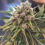 London Kosher Regular Marijuana Strain by Dank Hunters For Sale Online at Cannabis Seeds Outlet