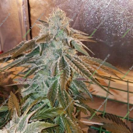 ODV-Z Regular Marijuana Strain by Dank Hunters For Sale Online at Cannabis Seeds Outlet