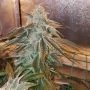 ODV-Z Regular Marijuana Strain by Dank Hunters For Sale Online at Cannabis Seeds Outlet