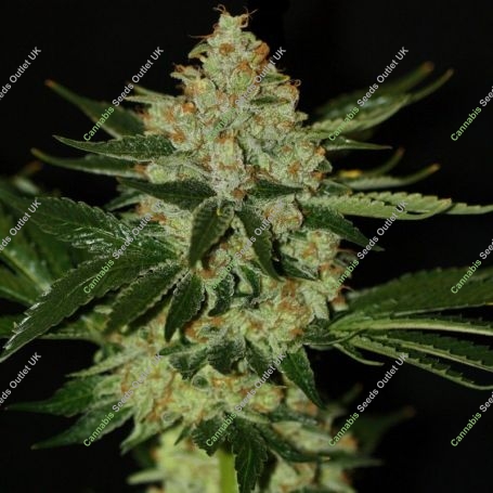 Underdawg Kush Feminized Marijuana Strain by TH Seeds For Sale Online at Cannabis Seeds Outlet