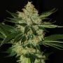 Underdawg Kush Feminized Marijuana Strain by TH Seeds For Sale Online at Cannabis Seeds Outlet