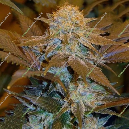 Critical Hog Automatic Feminized Marijuana Strain by TH Seeds For Sale Online at Cannabis Seeds Outlet