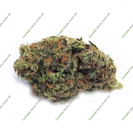 Exodus Cheese x LPC Kushmints Regular Marijuana Strain by TH Seeds For Sale Online at Cannabis Seeds Outlet
