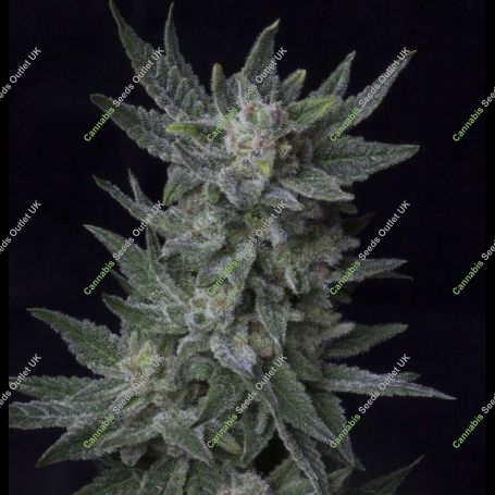 Bubble Gum Automatic Feminized Marijuana Strain by TH Seeds For Sale Online at Cannabis Seeds Outlet