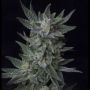 Bubble Gum Automatic Feminized Marijuana Strain by TH Seeds For Sale Online at Cannabis Seeds Outlet