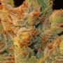 TH Seeds MK-Ultra Kush x BubbleGum Smoke Buds Weed Ganja Skunk Dope Pot Images Pics Nuggets