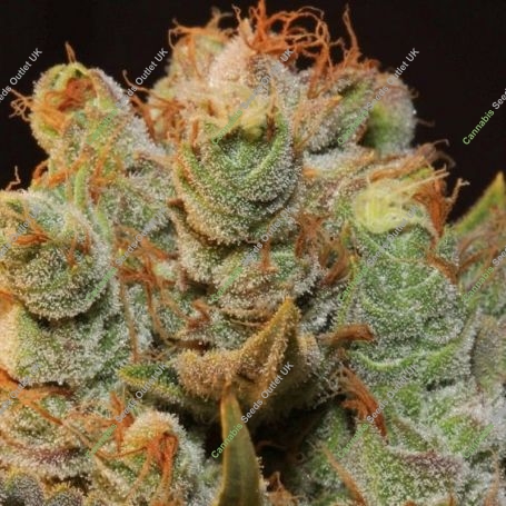MK-Ultra Kush x BubbleGum Feminized Marijuana Strain by TH Seeds For Sale Online at Cannabis Seeds Outlet