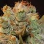 MK-Ultra Kush x BubbleGum Feminized Marijuana Strain by TH Seeds For Sale Online at Cannabis Seeds Outlet