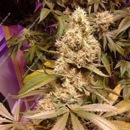 BubbleGum Feminized Marijuana Strain by TH Seeds For Sale Online at Cannabis Seeds Outlet