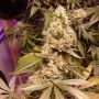 BubbleGum Feminized Marijuana Strain by TH Seeds For Sale Online at Cannabis Seeds Outlet