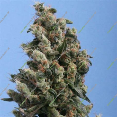 Kushage Regular Marijuana Strain by TH Seeds For Sale Online at Cannabis Seeds Outlet