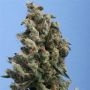Kushage Regular Marijuana Strain by TH Seeds For Sale Online at Cannabis Seeds Outlet