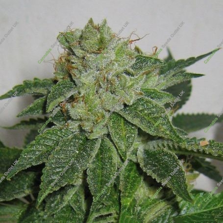 MK Ultra Kush Regular Marijuana Strain by TH Seeds For Sale Online at Cannabis Seeds Outlet