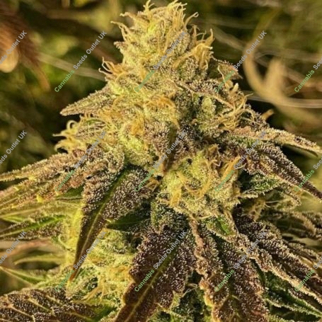 Coco Nibbles Regular Marijuana Strain by Rare Dankness For Sale Online at Cannabis Seeds Outlet