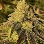 Coco Nibbles Regular Marijuana Strain by Rare Dankness For Sale Online at Cannabis Seeds Outlet