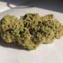 Perfect Tree Seeds Midnight Sunset Smoke Buds Weed Ganja Skunk Dope Pot Images Pics Nuggets