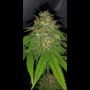 Oni Seed Co Hot Tropic Smoke Buds Weed Ganja Skunk Dope Pot Images Pics Nuggets