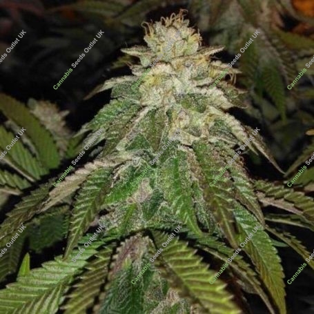 Hot Tropic Regular Marijuana Strain by Oni Seed Co For Sale Online at Cannabis Seeds Outlet