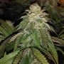 Hot Tropic Regular Marijuana Strain by Oni Seed Co For Sale Online at Cannabis Seeds Outlet