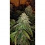 Hot Tropic Regular by Oni Seed Co THC Content Potency Strength CBD Height Yield Flowering Time Indica Sativa Genetics