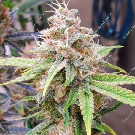 Chem T Haze Regular Marijuana Strain by Oni Seed Co For Sale Online at Cannabis Seeds Outlet