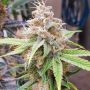 Chem T Haze Regular Marijuana Strain by Oni Seed Co For Sale Online at Cannabis Seeds Outlet