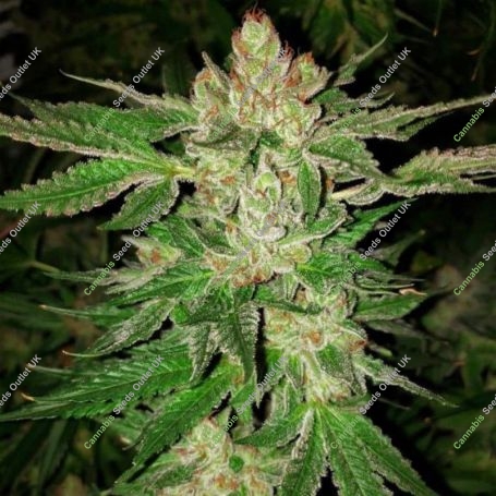 Island G Regular Marijuana Strain by Oni Seed Co For Sale Online at Cannabis Seeds Outlet
