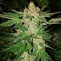 Island G Regular Marijuana Strain by Oni Seed Co For Sale Online at Cannabis Seeds Outlet