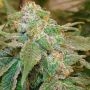 Oni Seed Co Island G Smoke Buds Weed Ganja Skunk Dope Pot Images Pics Nuggets